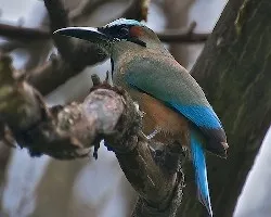 Eumomota superciliosa