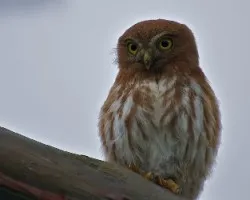 Glaucidium brasilianum