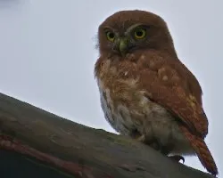 Glaucidium brasilianum