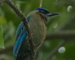Momotus momota sin cola