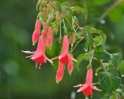 Florecillas