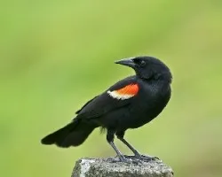 Agelaius phoeniceus