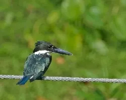 Chloroceryle amazona