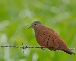 Columbina tapalcoti