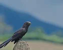 Crotophaga sulcirostris