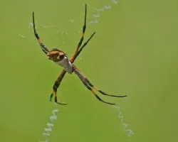 Araña