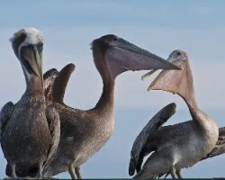Pelecanus occidentalis