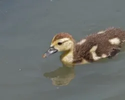Pequeñito