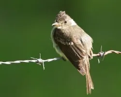 Contopus cinereus