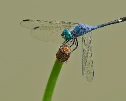 Libélula