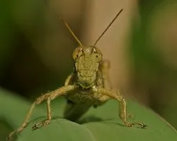Saltamontes