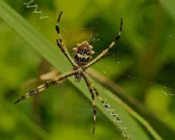 Araña