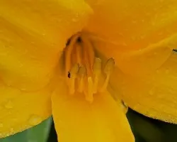 Flor