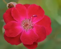 Rosa sencilla