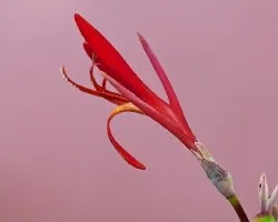 Flor 1
