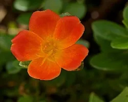 Otra flor