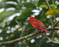 Piranga rubra