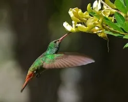 Amazilia tzacatl