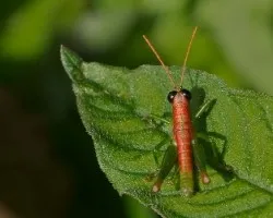 Saltamontes