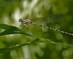 Libélula