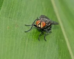 Mosca