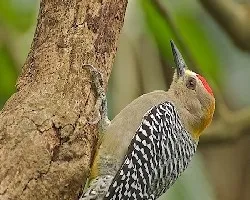 Melanerpes hoffmannii