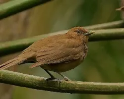 Turdus grayi