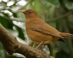 Turdus grayi (2)