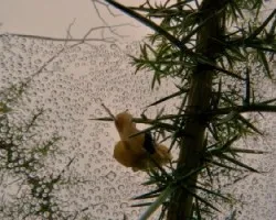 caracol