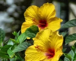 amarillas