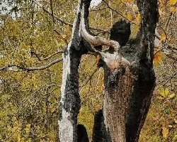 castaño,muerto