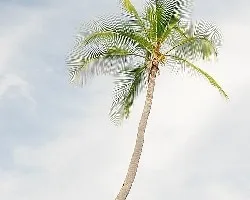 Palmera