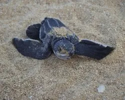 Dermochelys coriacea, cría de tortuga baula