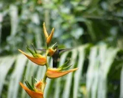 Heliothryx barroti, Hada coronipúrpura, a comer!!!!