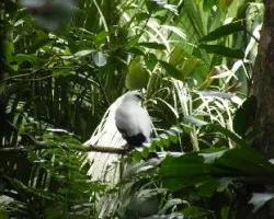 Leucopternis albicollis costaricensis, Gavilan blanco