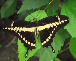 Heraclides thoas, un descansito antes de seguir el viaje 