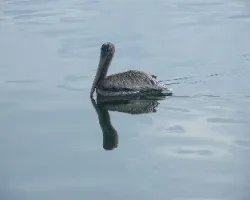 Pelecanus occidentalis, despacito, despacito me voy moviendo, para que todos vean mi reflejo! 