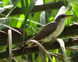 Coccyzus americanus, el modelo del día