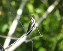 Anthracothorax nigricollis, Hembra joven de mango gorginegro 
