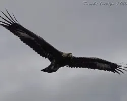 ?Ã‚Âguila Real, (Aquila chrysaetos, Arrano beltz, Golden eagle