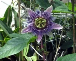 Flor de la pasion