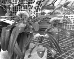 Paphiopedilum