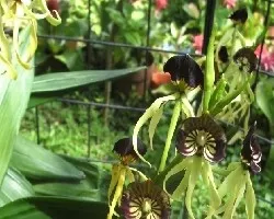 Prostechea Cochleata