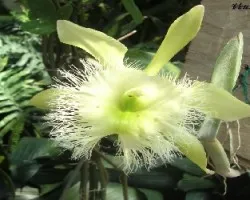 Rhyncholaelia Digbyana