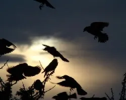 De este lado del sol