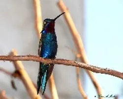 Picaflor de barbijo - Heliomaster furcifer