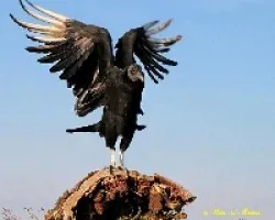 Jote cabeza negra - Coragyps atratus