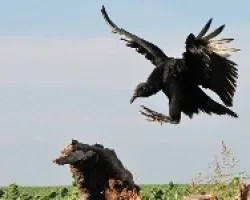 Jote cabeza negra - Coragyps atratus