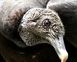 Jote cabeza negra - Coragyps atratus