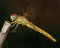 Libelula